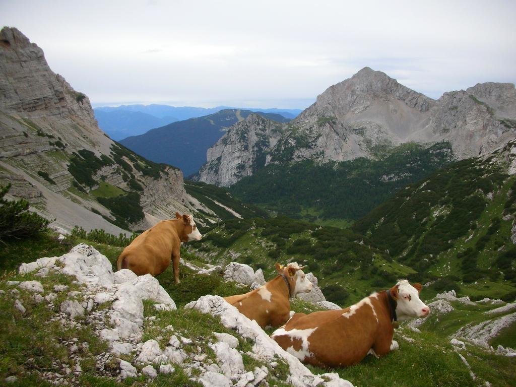 Alpotel Dolomiten Molveno Exterior foto
